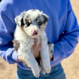 Blue - Blue merle female Australian Shepherd puppy in Heber City, Utah from Junipersdoodles
