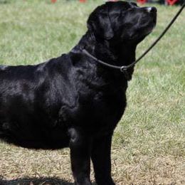 Labrador Retrievers from Tameric Labradors