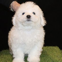 Blue collar - White male Bichon Frise puppy in Michigan from Cher Ami Bichons