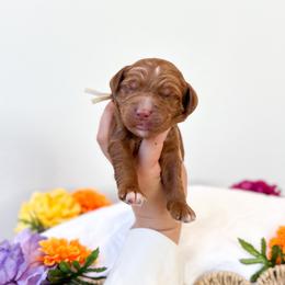 White Rabbit - Caramel red male Australian Labradoodle puppy in Palmdale, California from Pixie Doodle Paws