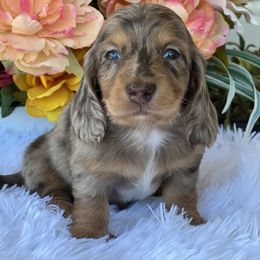 Dachshund Puppies from RRD