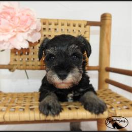 AKC 26010 - Salt and pepper female Miniature Schnauzer puppy in Mount Airy, Georgia from Miniature Schnauzers GA, LLC