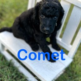 Comet - Black male Poodle puppy in Ardmore, Oklahoma from Green Acres