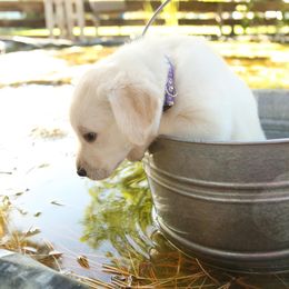 Labrador Retriever Puppies from Heavenly polar labs
