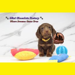 YELLOW - Chocolate and tan female Dachshund puppy in Liberty, Texas from Mini Chocolate Factory