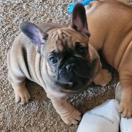 French Bulldog Puppies from 4 Leaf Frenchies