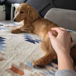 Gjit - Dachshund