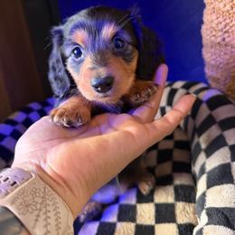 Carrie - Black and tan female Dachshund puppy in Rialto, California from DashiesDachLLC