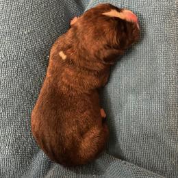 Brad Paisley - Brindle male Boxer puppy in Willard, North Carolina from Boone’s Boxers of North Carolina
