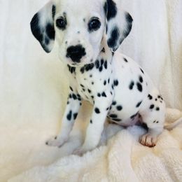 Miss White - White and black female Dalmatian puppy in Chehalis, Washington from Dalmatian Vacation