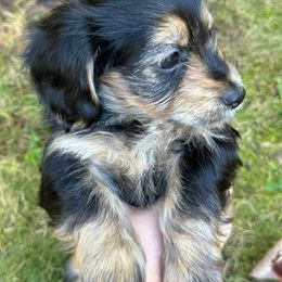 Companion Cross Puppies from Luna's Dorkie Pups