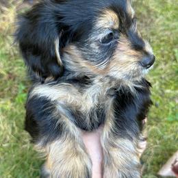 Companion Cross Puppies from Luna's Dorkie Pups