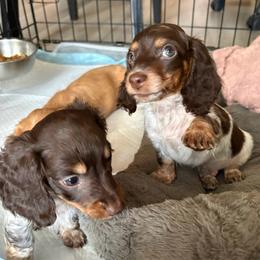 Bear - Piebald male Dachshund puppy in Ceres, California from Rockin' M’s LilBitty Dachshunds (LBD)