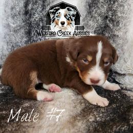 Boy 7 - Red tri-color male Australian Shepherd puppy in Harpers Ferry, Iowa from Wexford Creek Aussies, LLC