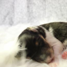 Collie Puppies from Otter Point Collies