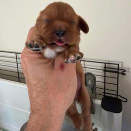 Green Collar Boy - Ruby male Cavalier King Charles Spaniel puppy in Troy, Michigan from Summer Cavaliers