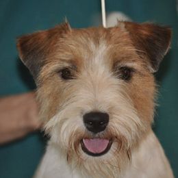 Brittanys and Russell Terriers from Falling Branch Terriers