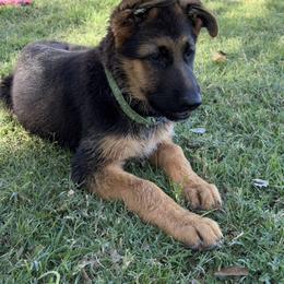 4500.00 female is eager to engage - Black and red female German Shepherd puppy in Galt, California from At Redwood Runs