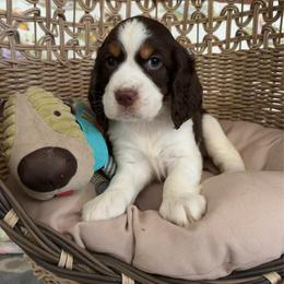 Harley - Liver white and tan female English Springer Spaniel puppy in Palmdale, California from Legacy