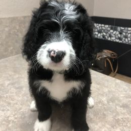 Bernedoodle and Goldendoodle Puppies from Heartfelt GoldenDoodles