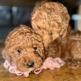 Bustelo - Cafe au lait male Poodle puppy in New York, New York from Jessica’s Poodles