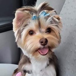 Poodles and Yorkshire Terriers from Shelia's Pups