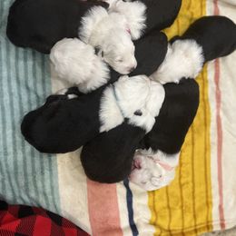 Old English Sheepdog Puppies from Walnut Ridge Farms OES