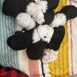Old English Sheepdog Puppies from Walnut Ridge Farms OES