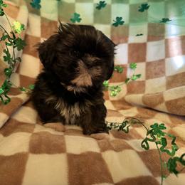 Stu - Brindle male Shih Tzu puppy in Sharon, Pennsylvania from Keystone Danes and Shih tzus