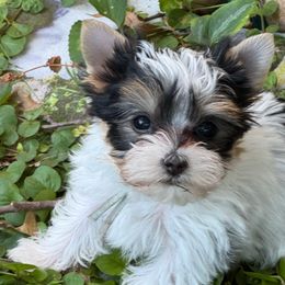 Bluebell - Parti female Yorkshire Terrier puppy in Independence, Missouri from Moonbabies Yorkies