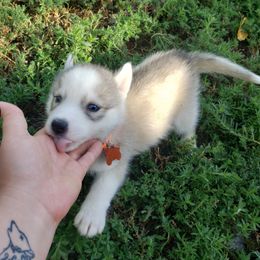 Orange - Gray and white male Siberian Husky puppy in Mccool Junction, Nebraska from Sininger Lagoon
