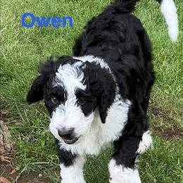 Bernedoodle Puppies from Sandra Bucher