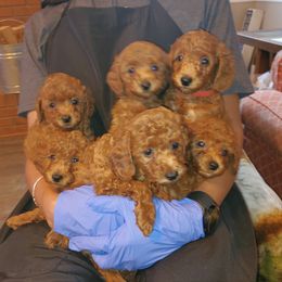Poodle Puppies from Epiphany Poodles