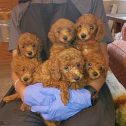 Poodle Puppies from Epiphany Poodles