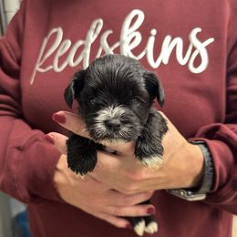 Oakley- white collar - Black female Miniature Schnauzer puppy in Oneonta, Alabama from Murphree Valley Kennels