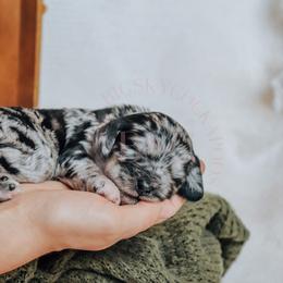 Cockapoo Puppies from Big Sky Cockapoos