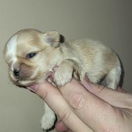 Goldie - Gold and white female Shih Tzu puppy in Willard, Utah from Shih-tzu Queen