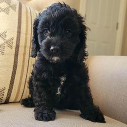 Finn - Black male Cockapoo puppy in Mayville, Michigan from Kathy Maize
