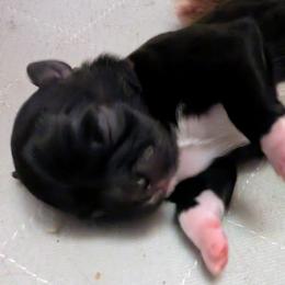 CoCo Puff - Black and white female Shih Tzu puppy in Orange Park, Florida from Sweetz Kennelz
