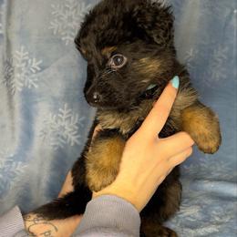 Blue color - Bi-color female German Shepherd puppy in Marion, Ohio from Legacy K9’s