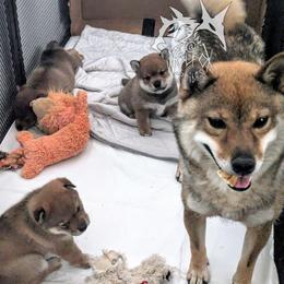Oshan - Sesame male Shiba Inu puppy in California from WOLFOX shiba inu