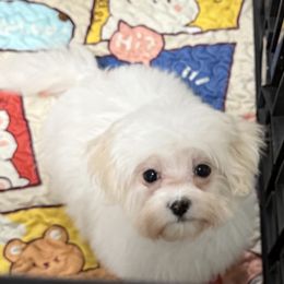 Amelia - White female Maltese puppy in Colonial Beach, Virginia from BeachRidge Pups