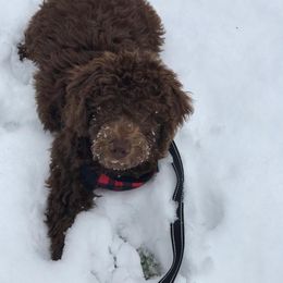 Labradoodle Puppies from Pleasant View Labradoodles