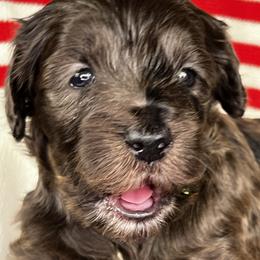 Boy 4 - Merle male Goldendoodle puppy in Frederick, Maryland from Loving Doodles