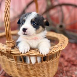 Orange Female - Black and tan female Pembroke Welsh Corgi puppy in La Porte City, Iowa from Cedar River Corgis