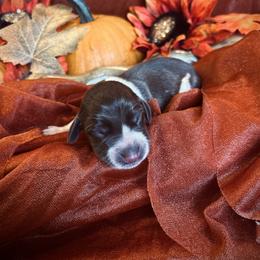 German Shorthaired Pointer Puppies from The W5 Ranch