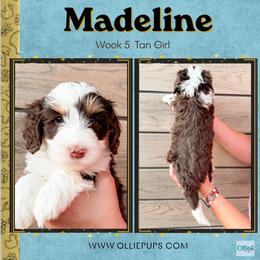 Madeline (Tan girl) - Tri-color female Bernedoodle puppy in Boiling Springs, South Carolina from OlliePups, LLC