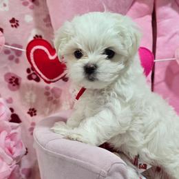Fig - White male Maltese puppy in Greenville, North Carolina from Amanda's Sugar Sweet Puppies