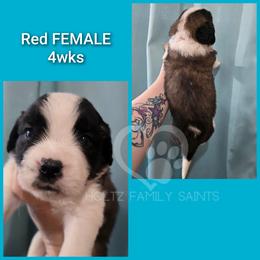 Red FEMALE - White and brown female Saint Bernard puppy in Kaukauna, Wisconsin from Holtz Family Saints