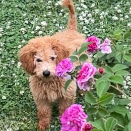 Fezzik - Apricot female Goldendoodle puppy in Dawsonville, Georgia from As You Wish Doodles